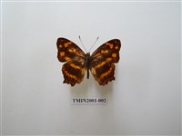 藏品(散紋盛蛺蝶)的圖片